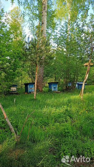 Ульи с пчелами