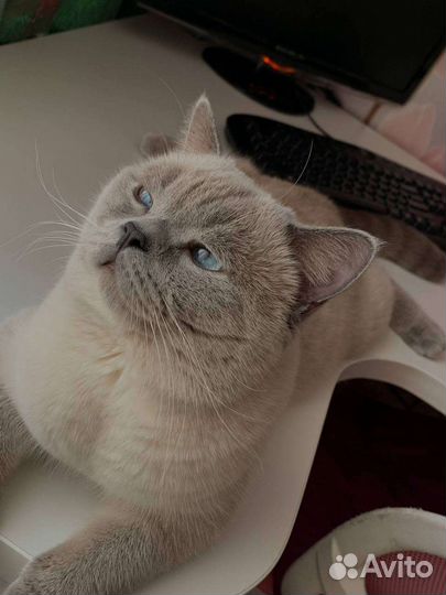 Британский кот вязка