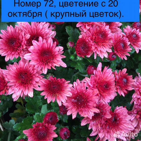 Хризантемы шаровидные мультифлора