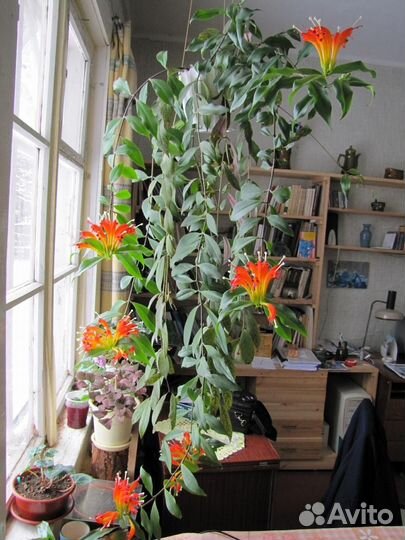 Эсхинантус прекрасный