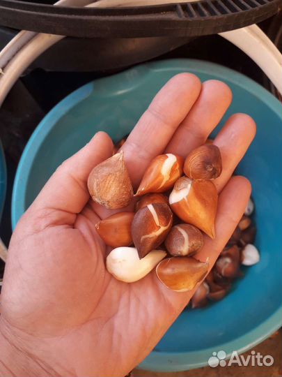 Луковицы тюльпанов(детки)