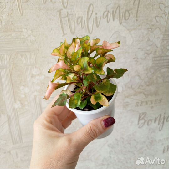 Альтернантера