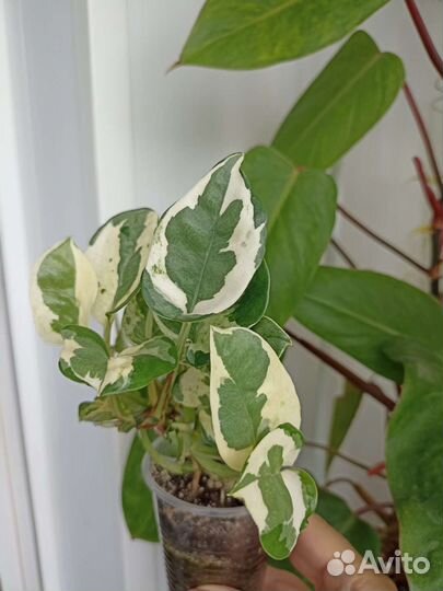 Сциндапсусы, эпипремнумы, хоя триколор