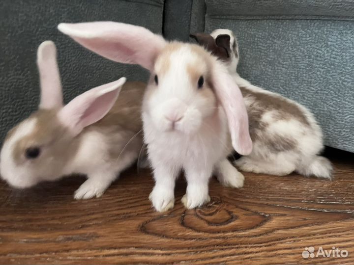 Декоративные кролики