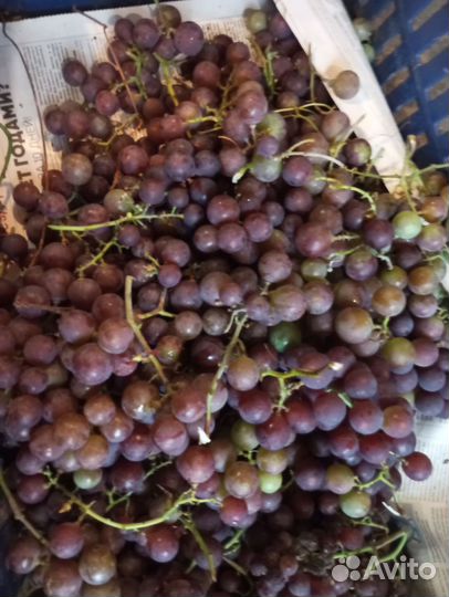 Виноград
