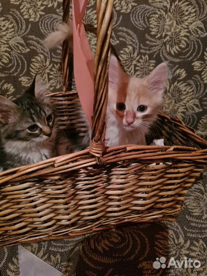 Отдам котят в добрые руки