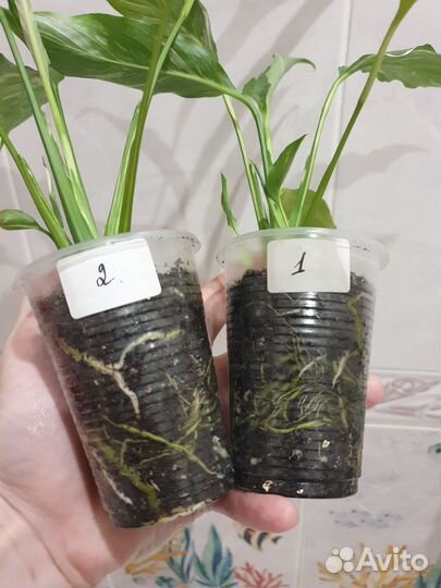 Спатифиллумы