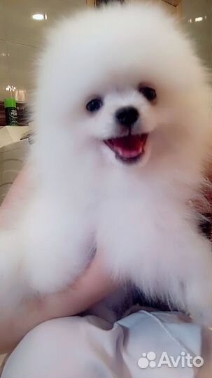 Померанский шпиц