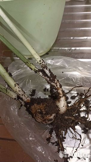 Эухарис амазонская лилия