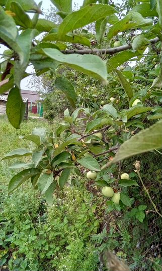 Дом 32 м² на участке 6 сот.