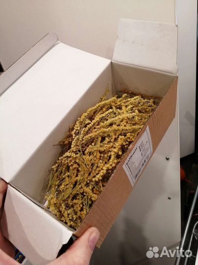 Сухоцветы для творчества мох