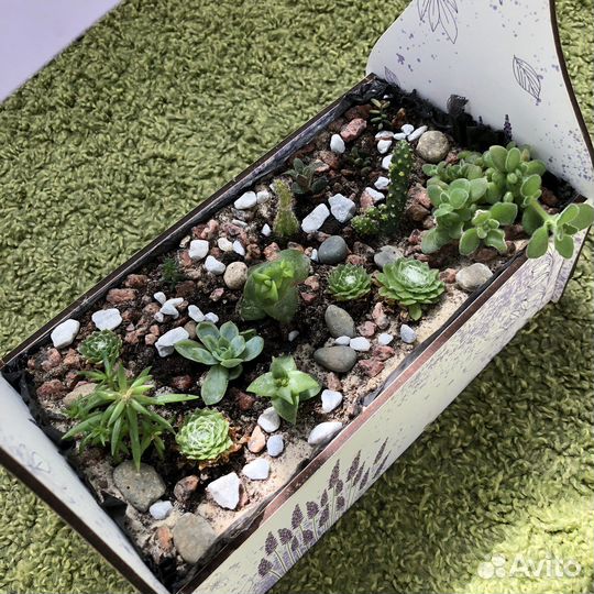 Флорариум суккуленты