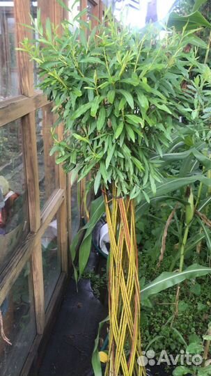 Плетеная пальма из ивы