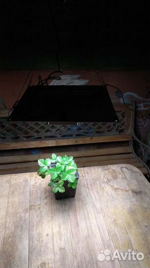 Фитолампа Quantum board 60 Вт