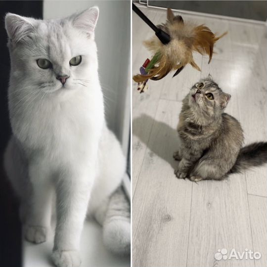 Британская серебристая шиншилла