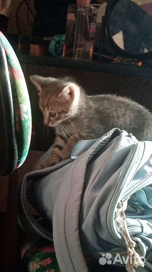 Отдам в добрые руки котят