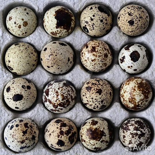 Яйца перепелиные и куриные