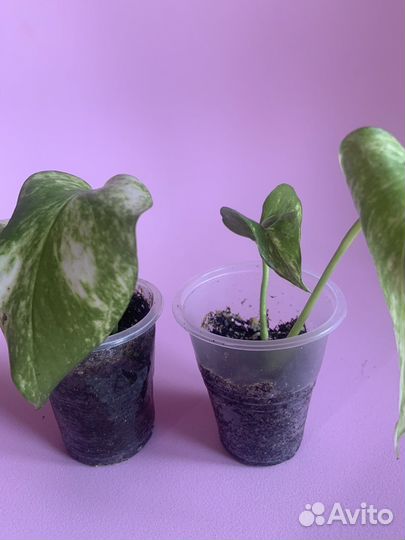 Эпипремнум вариегатный