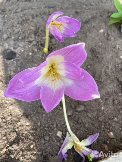 Безвременник