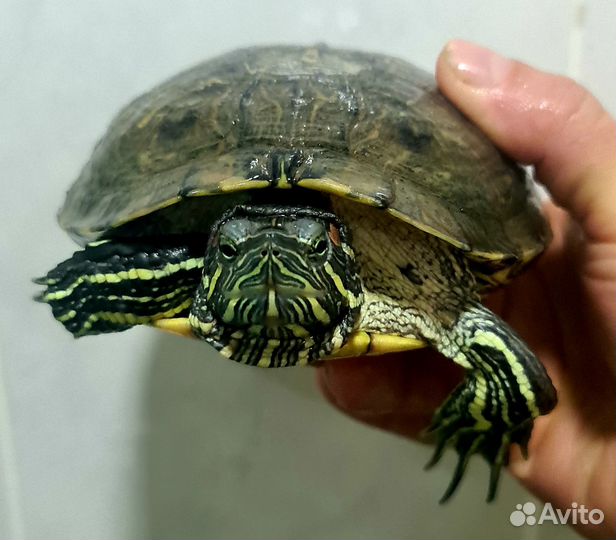 Красноухая черепашка