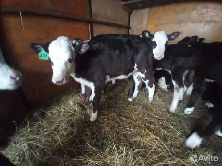 Телята и бычки