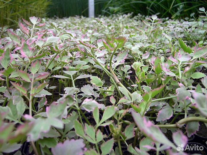 Водные растения