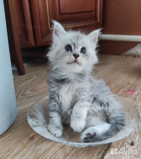 Кошка мейн-кун as 21