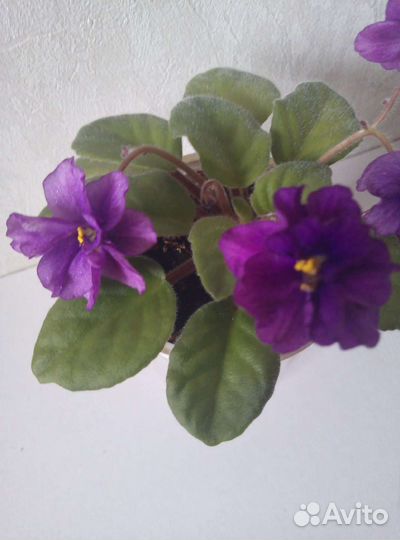 Фиалочка, Бегония, Циперус, Сингониум