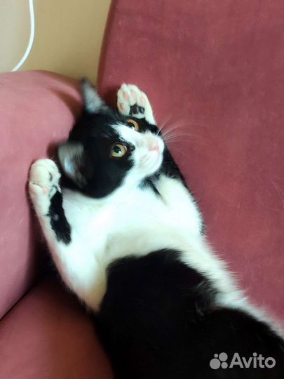 Весёлая котёнок из приюта. Доставка. Обработана