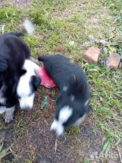 Отдам щенков в добрые руки бесплатно