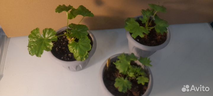 Пеларгония Edwards finn(стеллар) и розебунда Anita