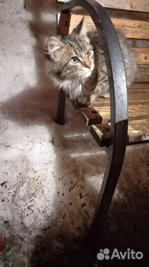 Котёнок подросток мальчик красивый