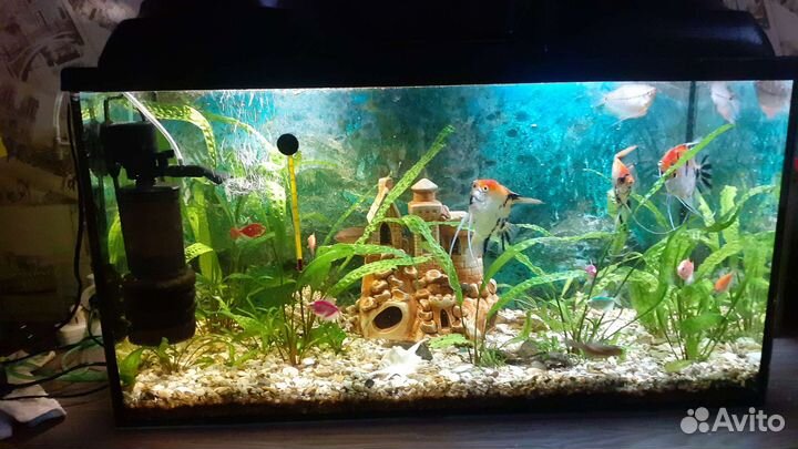 Аквариум 100 литров