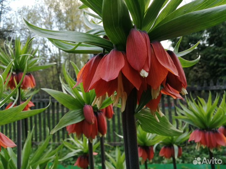 Рябчик императорский луковицы