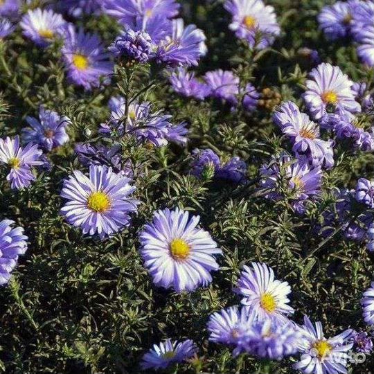 Цветы по 100: октябрина, гвоздика турецкая и др