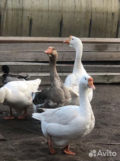 Гуси и инкубационное яйцо в Лобне