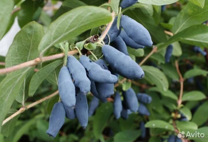 Жимолость Морена