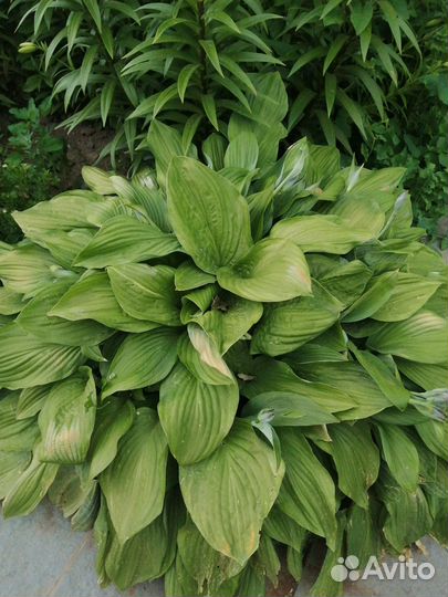 Лилии сортовые белые луковицы, хосты, ирис