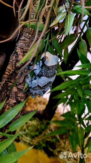 Террариум с лягушонком