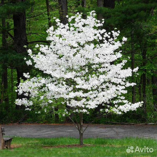 Кизил (дерен), редкие виды, семена