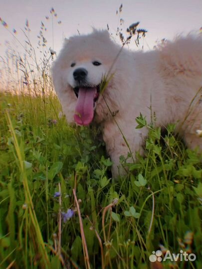 Самоед вязка