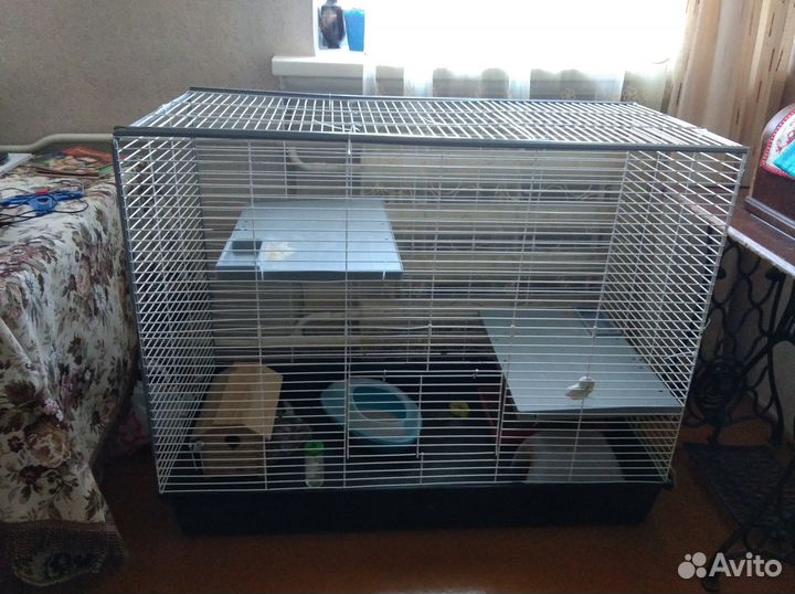 Шиншилла девочка с клеткой