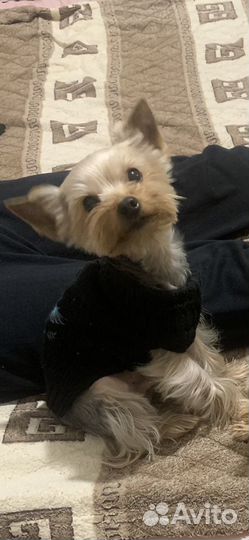 Йоркширский терьер