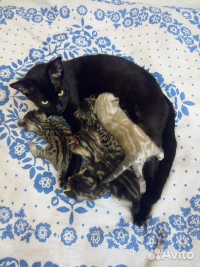 Котята метисы