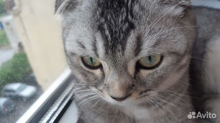 Шотландский вислоухий кот на вязку