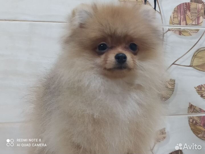 Щенок мальчик маленького размера