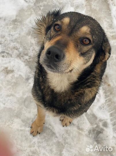 Собака в самые добрые руки