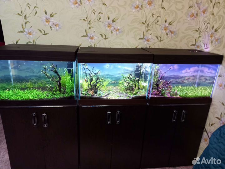 Аквариумные растения