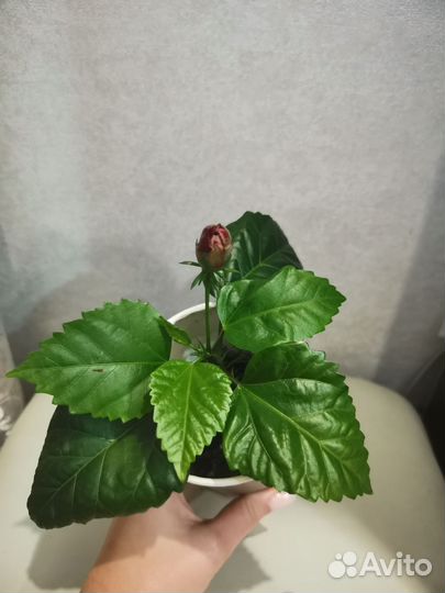 Гибискус китайская роза