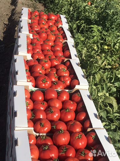 Помидоры сливка, круглый оптом